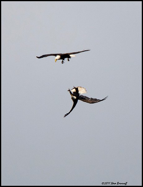_1SB0540 eagle aerobatics.jpg
